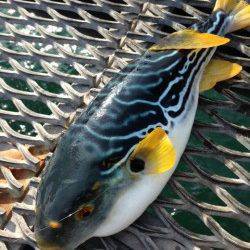 のませでシマフグ50㎝、昼過ぎはアジの回遊ありサビキで50匹！