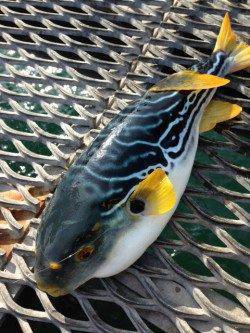 のませでシマフグ50㎝、昼過ぎはアジの回遊ありサビキで50匹！