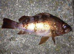 淡路でメバリング　数は出ませんでしたが良サイズが釣れました