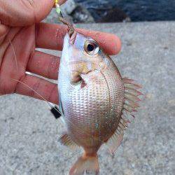 カレイ狙いで朝マヅメ深日港に、時期的にも厳しいか・・・