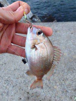 カレイ狙いで朝マヅメ深日港に、時期的にも厳しいか・・・