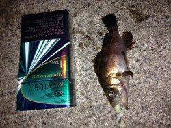 兵庫突堤でのメバリング&胴突の釣果☆