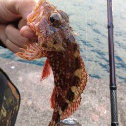 みなべエリアでのアジング釣果