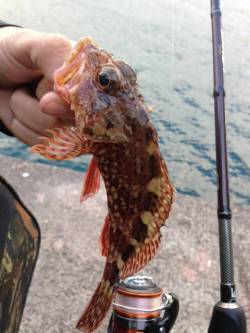 みなべエリアでのアジング釣果