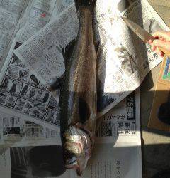 シンキングペンシルで沖を狙いうち！松帆でのシーバス釣果