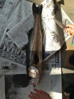 シンキングペンシルで沖を狙いうち！松帆でのシーバス釣果