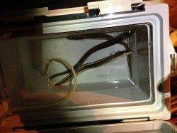 兵庫突堤でぶっこみ釣り　アナゴ3匹