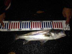 城方　狙い通りのシモリパターンでシーバス！