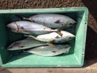 マリーナシティ海洋釣り堀で青物を楽しみました♪