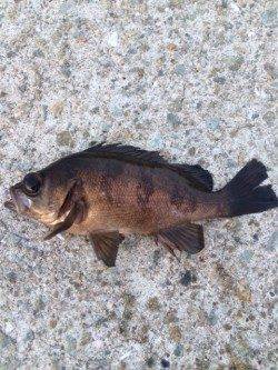 メバリングへ出撃、好反応で納得の釣り初めに！