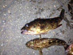 飾磨、胴突き仕掛けでガシラの釣果