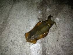 串本港でエギング、1時間で2杯のアオリイカ…