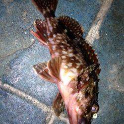 神戸港　23時から短時間でのガシリング釣行