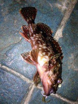 神戸港　23時から短時間でのガシリング釣行