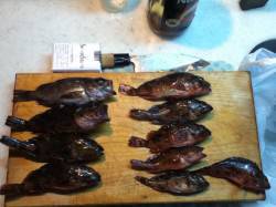 メバリングでメバル&ガシラ in …