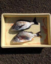 マリーナ海釣り公園、チヌとキビレの良いサイズ！