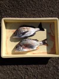 マリーナ海釣り公園、チヌとキビレの良いサイ…