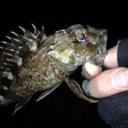 神戸港のガシリング、かなり渋く足元の底ズルで釣れました