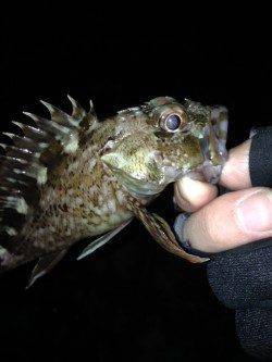 神戸港のガシリング、かなり渋く足元の底ズルで釣れました