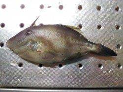 北港魚つり公園でカゴ釣り、ハリス細くしなんとかグレ・ウマヅラ