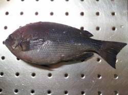 北港魚つり公園でカゴ釣り、ハリス細くしなん…