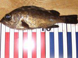 灘浜でフカセ〜うき釣り ガシラが大漁でした