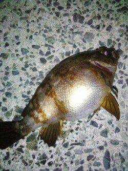 2014年最初のターゲットはメバル!