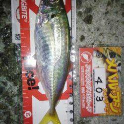 明石港のメバリング～表層でアジ・中層でメバル