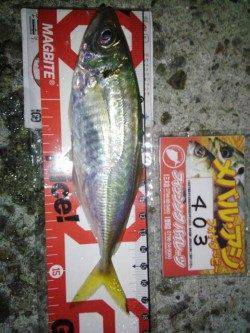 明石港のメバリング～表層でアジ・中層でメバル