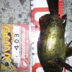 明石港のメバリング～表層でアジ・中層でメバル