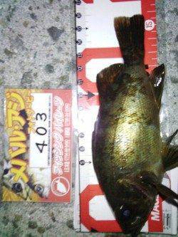 明石港のメバリング～表層でアジ・中層でメバル