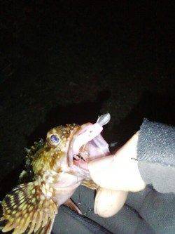 ボトム付近を探るとガシラが毎投HIT