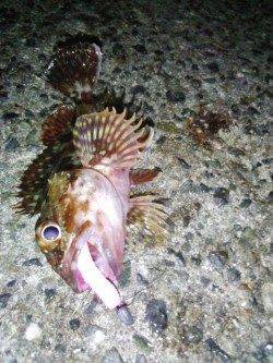 ボトム付近を探るとガシラが毎投HIT