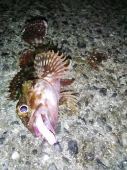 ボトム付近を探るとガシラが毎投HIT