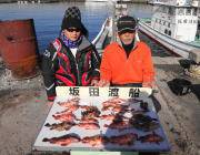 サバの切り身でガシラ26匹の釣果