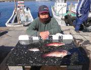 カンダイ×2匹にチャリコ★鷹島のカンドリ …