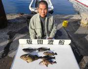 鷹島のカンドリでグレ・チヌ、ソイの釣果も