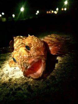 新浜漁港、メバル＆ガシラ、ガシラは釣れるもキープサイズは・・・