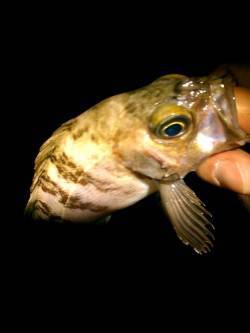 新浜漁港、メバル＆ガシラ、ガシラは釣れるも…