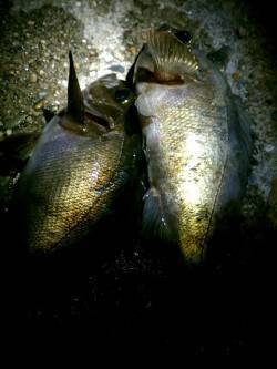 西舞子付近でメバリング、寒さに震えながらキ…