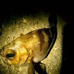 西舞子付近でメバリング、寒さに震えながらキープサイズをゲット