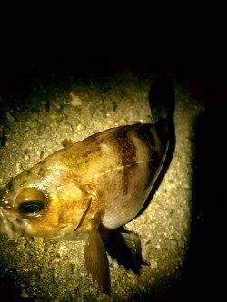 西舞子付近でメバリング、寒さに震えながらキープサイズをゲット