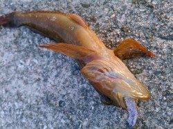 林崎漁港でライトゲーム　アナハゼにタケノコメバル