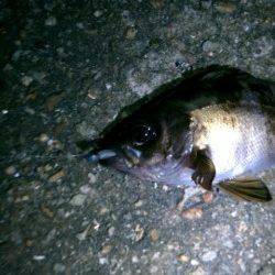 大蔵海岸へ日中と、夜に二度でかけました