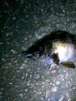 大蔵海岸へ日中と、夜に二度でかけました