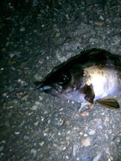 大蔵海岸へ日中と、夜に二度でかけました