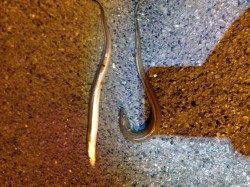 西宮浜、ぶっこみ釣りでアナゴの釣果