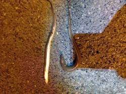 西宮浜、ぶっこみ釣りでアナゴの釣果