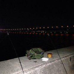 西宮浜、ぶっこみ釣りでアナゴの釣果