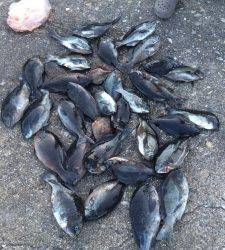 串本の磯　フカセの寒グレ好調